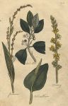 Herbs - Black Alder, persicaria, adders tongue & agrimony, 1812