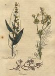 Herbs - Pointed Dock, Dropwort & Dodder, 1812