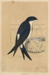Martin, Morris Birds, 1851
