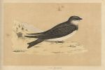 Sand Martin, Morris Birds, 1851