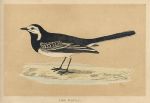 Pied Wagtail, Morris Birds, 1851