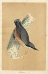 Nuthatch, Morris Birds, 1851
