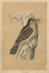 Wryneck, Morris Birds, 1851