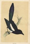 Magpie, Morris Birds, 1851