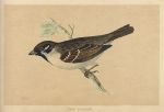 Tree Sparrow, Morris Birds, 1851