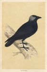 Jackdaw, Morris Birds, 1851