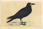 Rook, Morris Birds, 1851