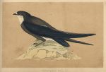 Spine-Tailed Swallow, Morris Birds, 1851
