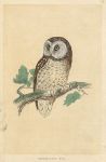 Tengmalm's Owl, Morris Birds, 1851