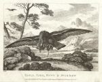 Eagle, Hare, Hawk & Sparrow, Howitt, 1810