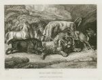 Old Lion Insulted, by Howitt, 1810