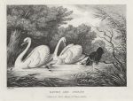 Raven and Swans, by Howitt, 1810