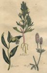 Herbs - Groundpine, Gromvell & Haresfoot, 1812