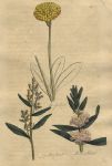 Herbs - Mouse Ear, Mugwort & Motherwort, 1812