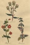 Herbs - Spikenard, Pimpernel & Pennyroyal, 1812