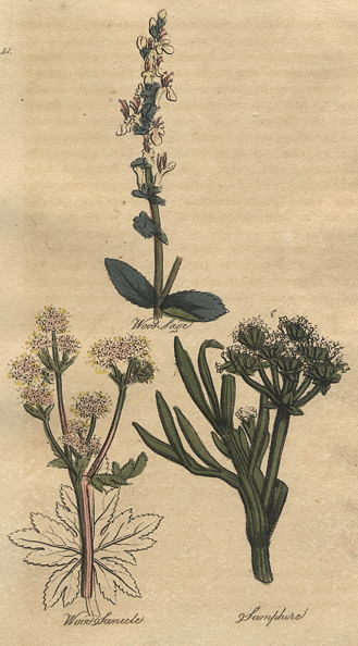 Herbs - Wood Sage, Wood Sanicle & Sampshire, 1812