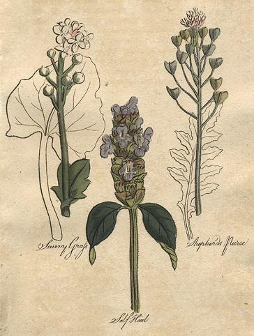 Herbs - Scurvy Grass, Shepherds Purse & Selfheal, 1812