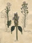 Herbs - Scurvy Grass, Shepherds Purse & Selfheal, 1812