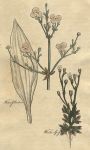 Herbs - Water Plantain & Whitlow Grass, 1812