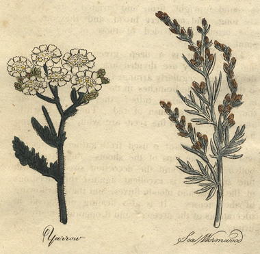 Herbs - Yarrow & Sea Wormwood, 1812