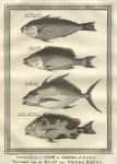 Africa, Sierra Leone, various fish, 1760