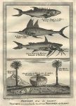 Africa, various fish & fetishes, after Barbot, 1760
