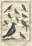 Africa, Guinea, various birds, 1760