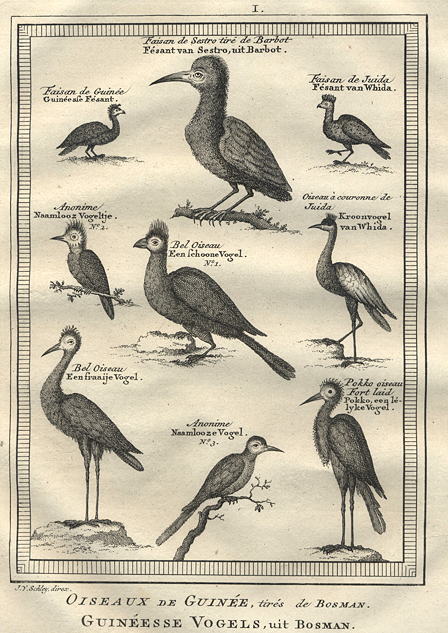 Africa, Guinea, various birds, 1760