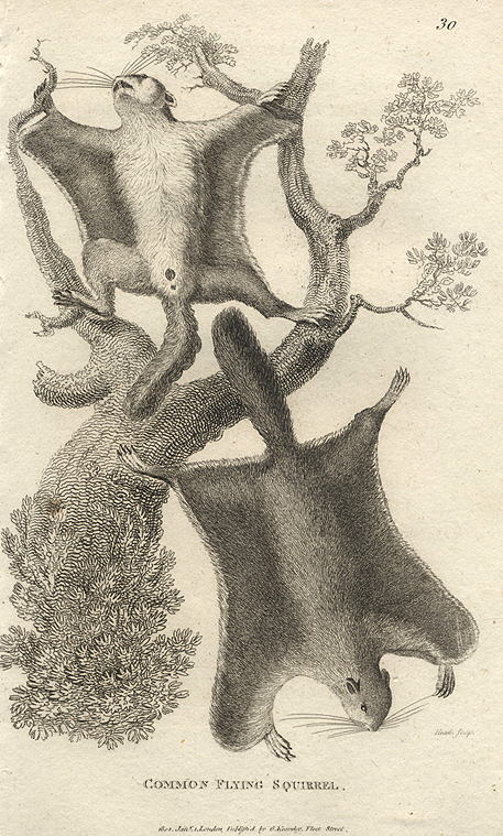 Common Flying Squirrel, 1809