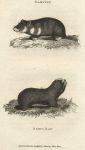 Hamster & Blind Rat, 1809