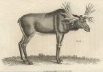 Elk, 1809