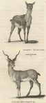 Common Antelope (male & female), 1809