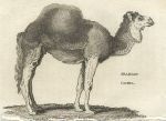Arabian Camel, 1809