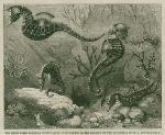 Short-Nosed Seahorse, 1859