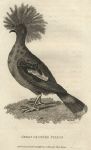 Great Spotted Pigeon, 1809