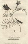 Least Hummimg Bird, 1809
