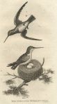 Red Throated Humming Bird, 1809
