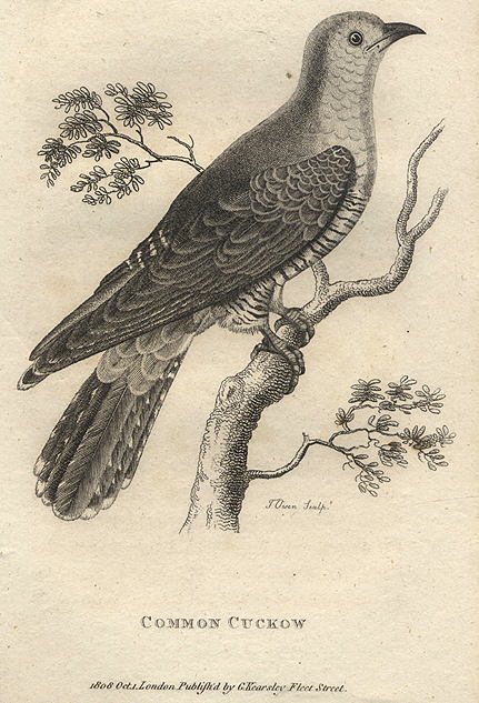 Common Cuckoo, 1809