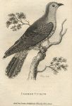 Common Cuckoo, 1809