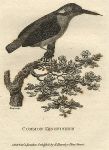 Common Kingfisher, 1809