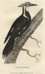 Pileated Woodpecker (Picus Pileatus), 1809