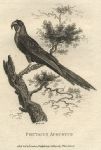 Hyacinthine Macaw (Psittacus Augustus), 1809