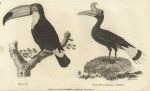 Toco & Rhinocerous Bird, 1809
