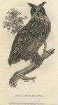 Great Horned Owl, 1809