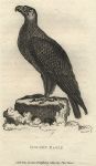 Golden Eagle, 1809