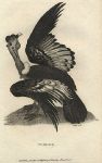 Condor, 1809