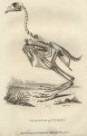 Turkey skeleton, 1809