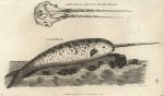 Narwhal, 1809