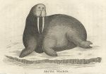 Arctic Walrus, 1809