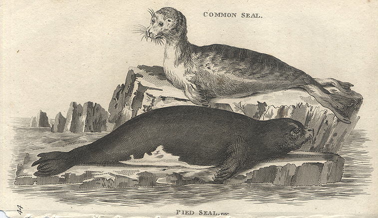 Common & Pied Seals, 1809